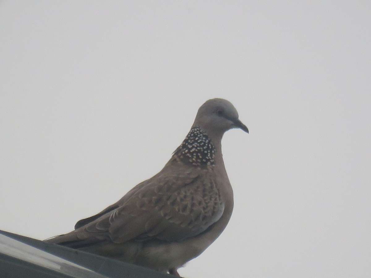 Spotted Dove (Eastern) - ML638392530