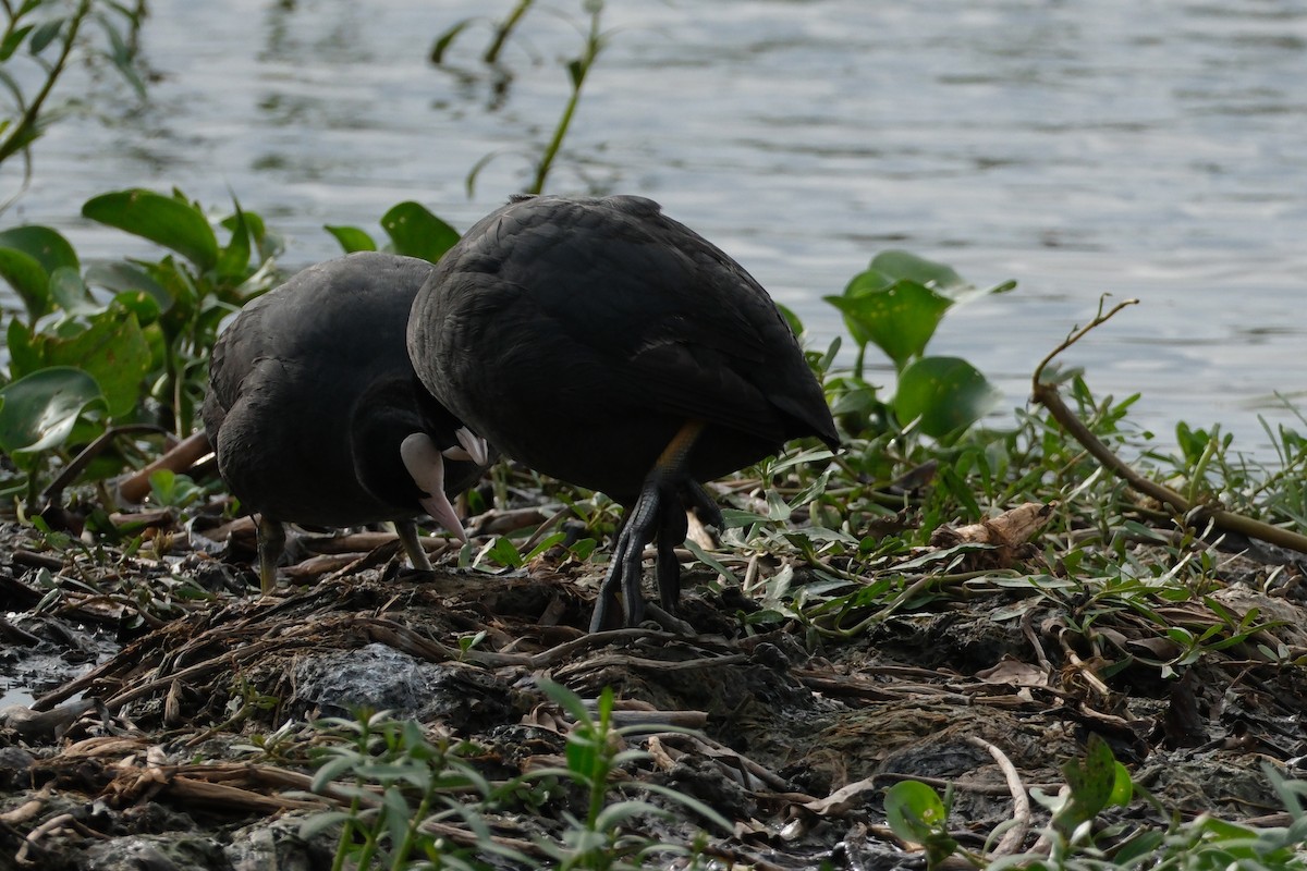 Eurasian Coot - ML638392572
