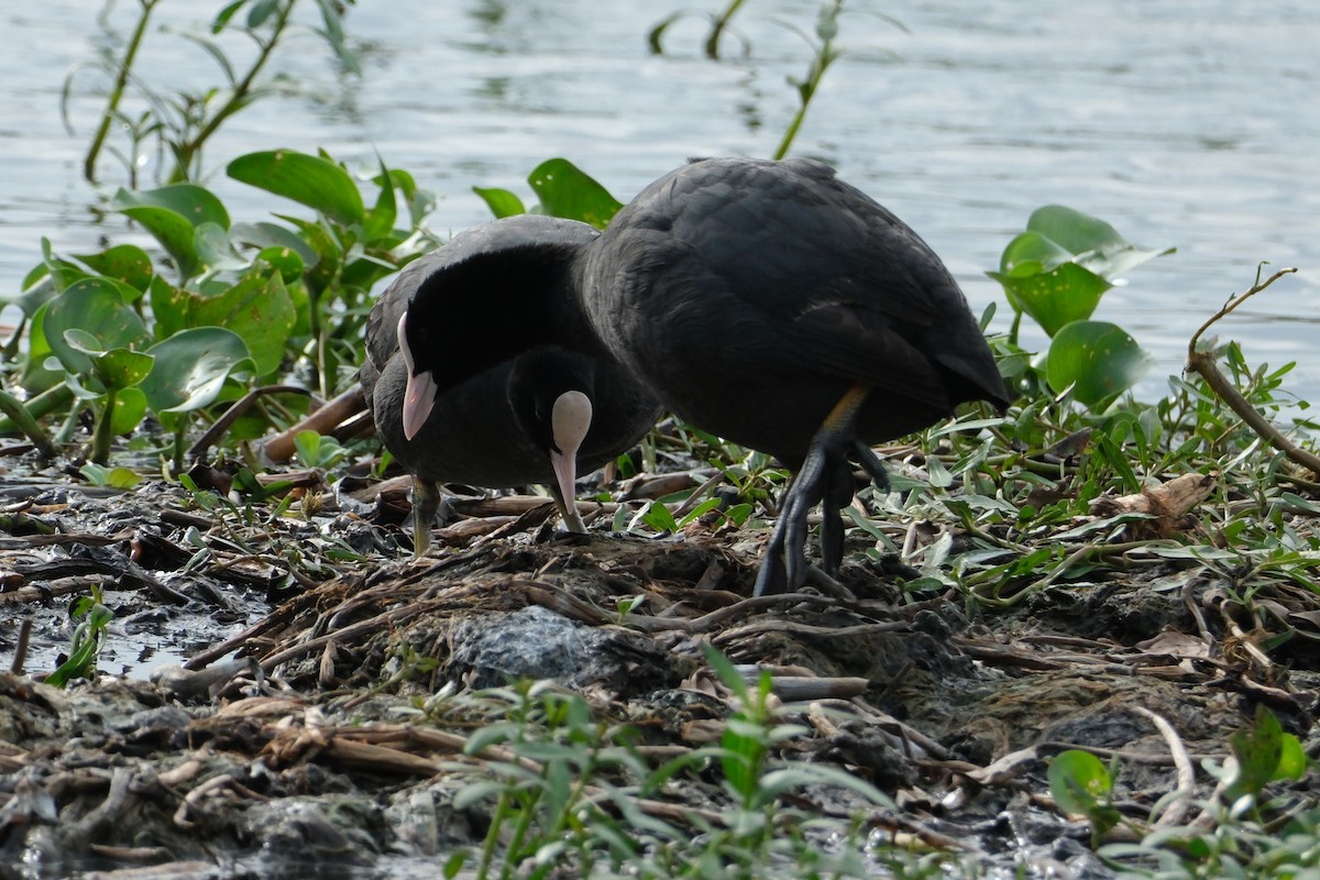 Eurasian Coot - ML638392573