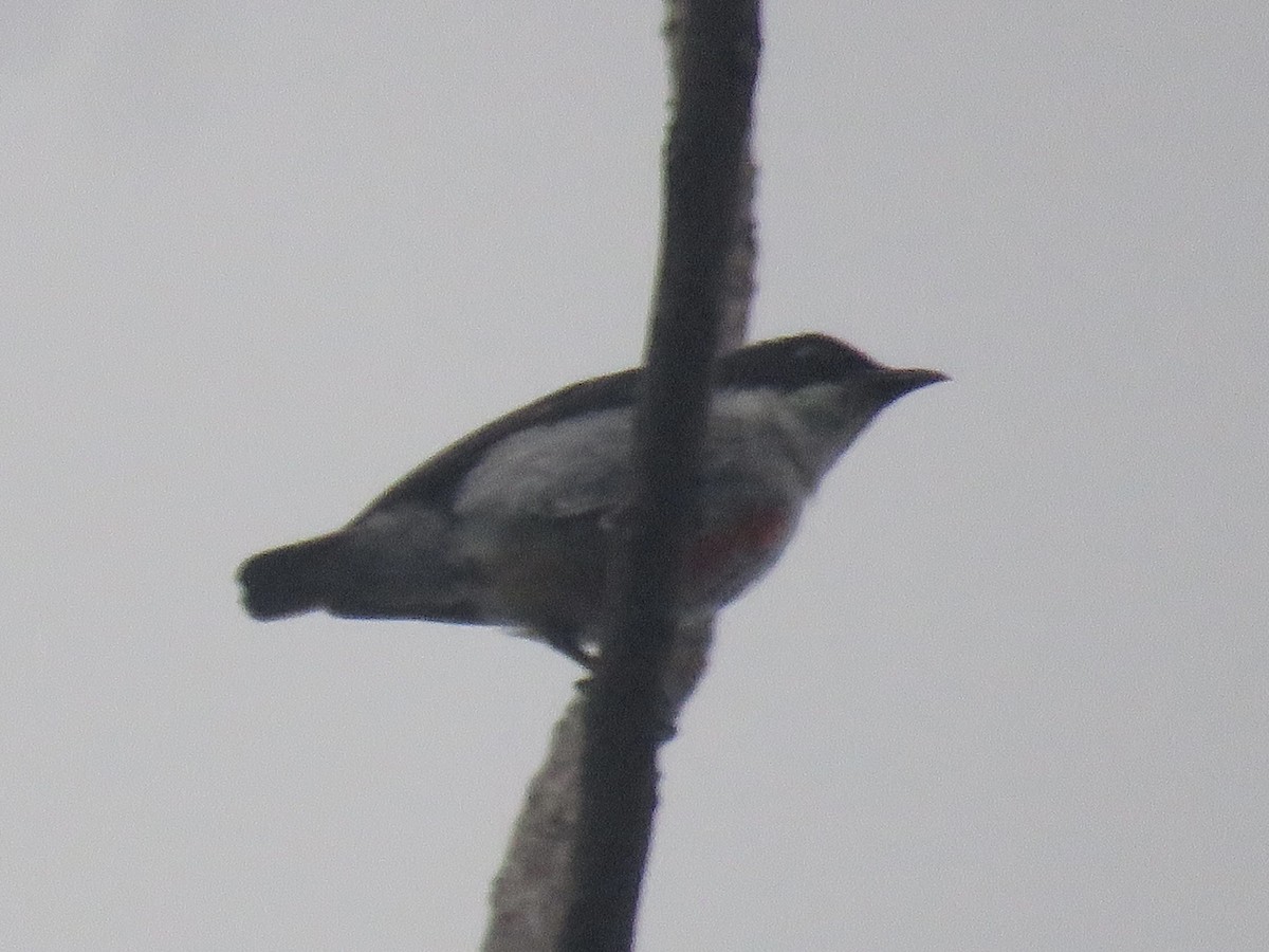 Red-keeled Flowerpecker - ML638392580