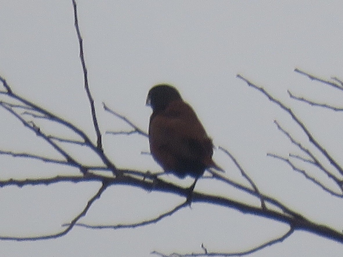 黑頭文鳥(atricapilla群) - ML638392581