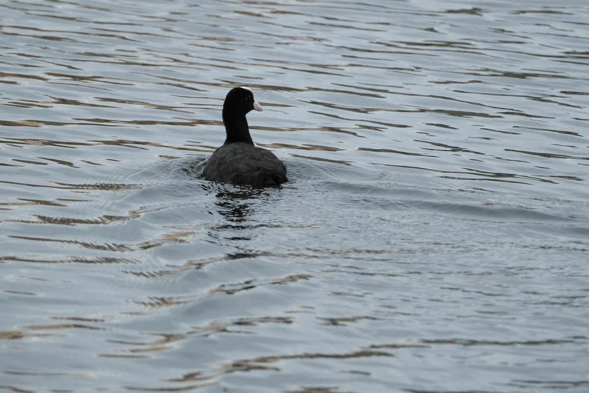 Eurasian Coot - ML638392585