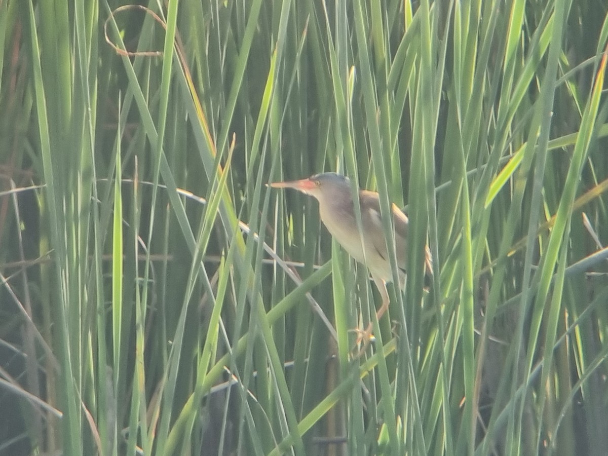 Yellow Bittern - ML638392601