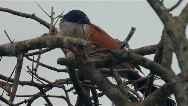 Burchell's Coucal - ML638392602