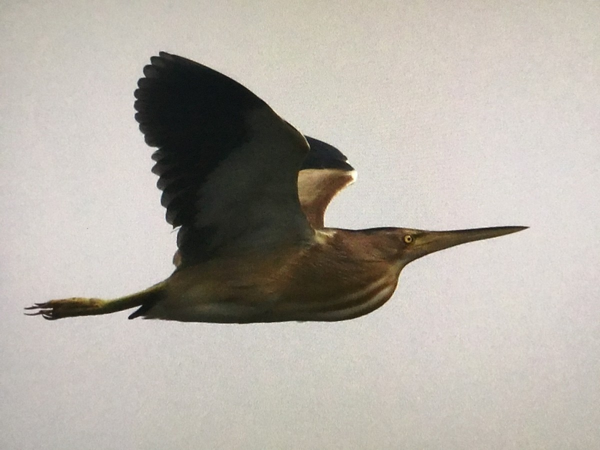 Yellow Bittern - ML638392615