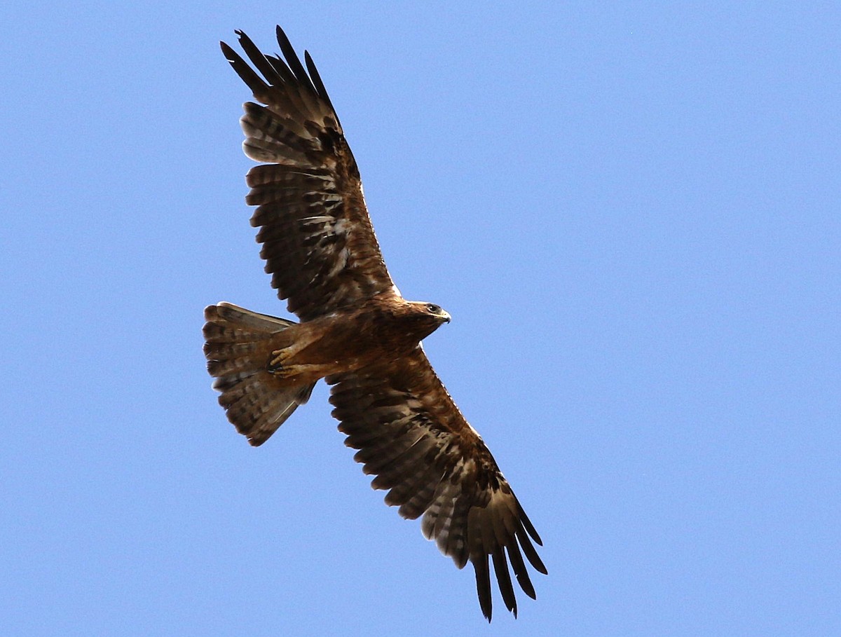 Küçük Kartal - ML638392659