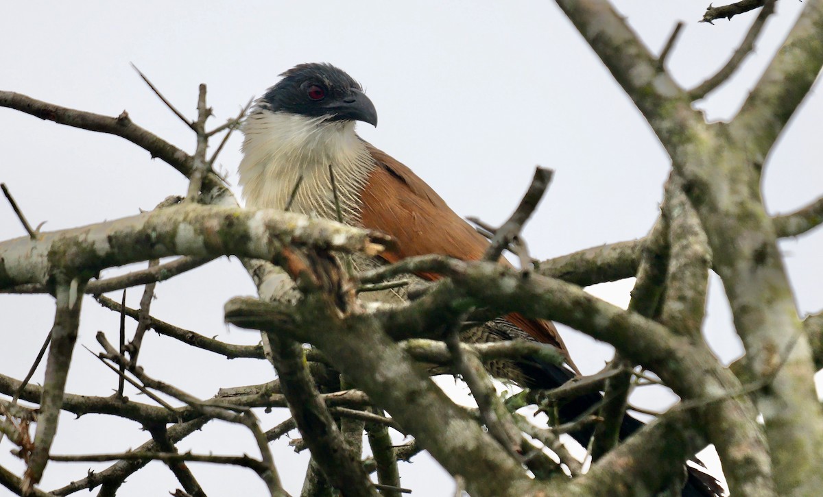 Burchell's Coucal - ML638392663