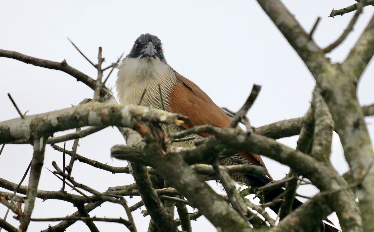 Burchell's Coucal - ML638392664