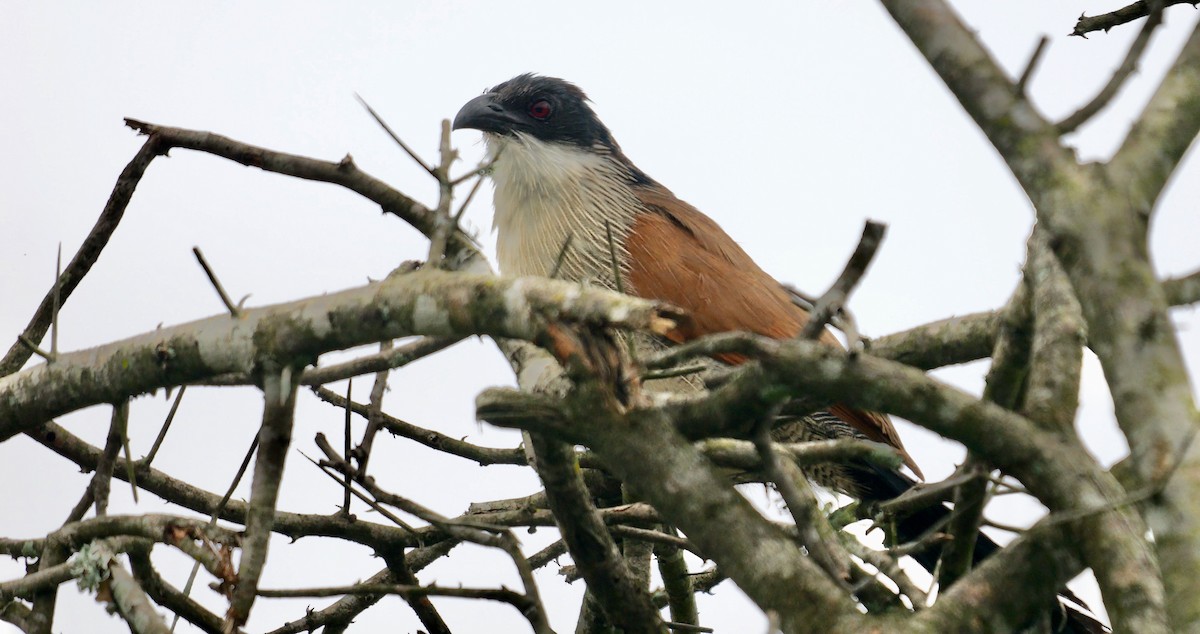 Burchell's Coucal - ML638392665