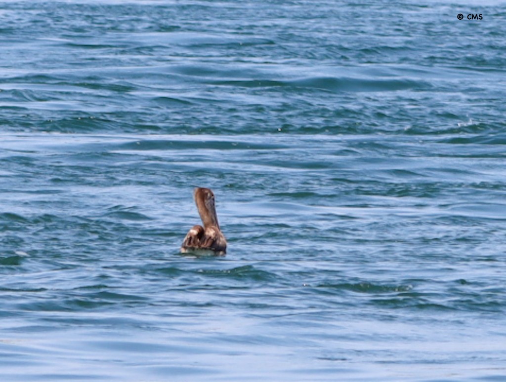 Brown Pelican - ML638392693