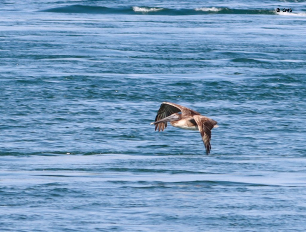 Brown Pelican - ML638392694