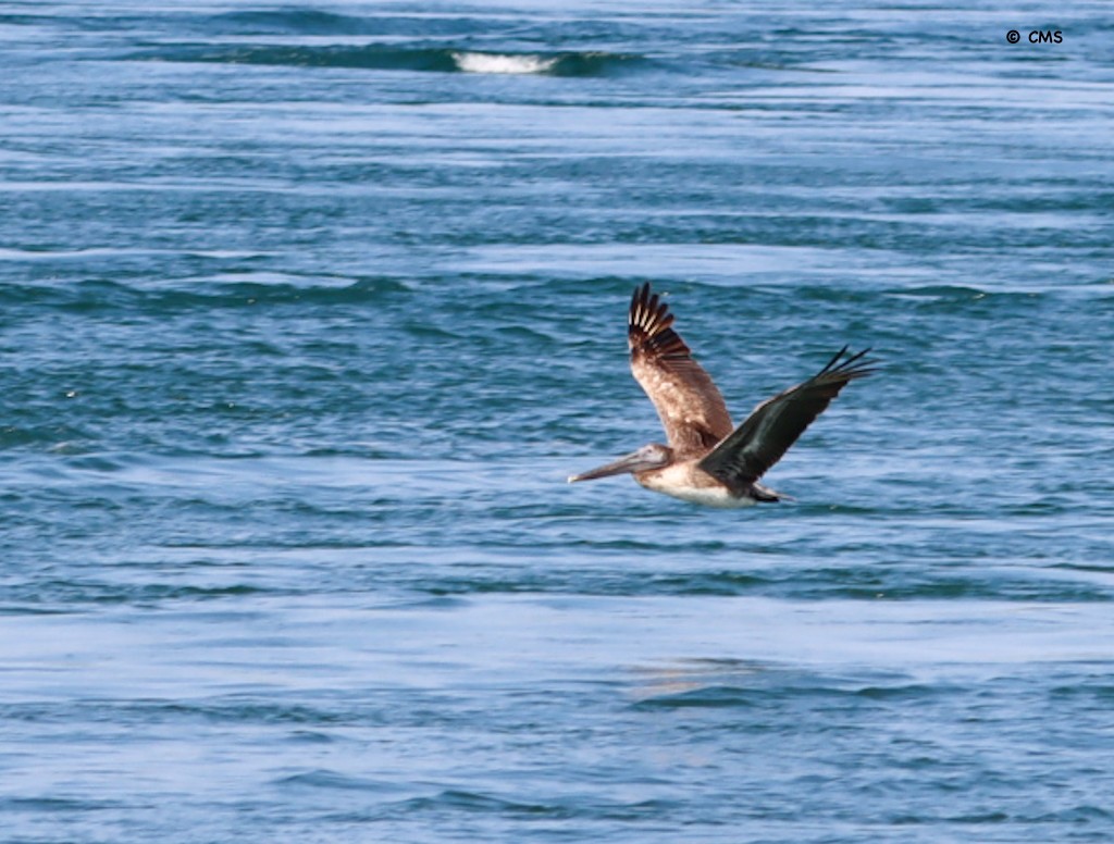 Brown Pelican - ML638392697