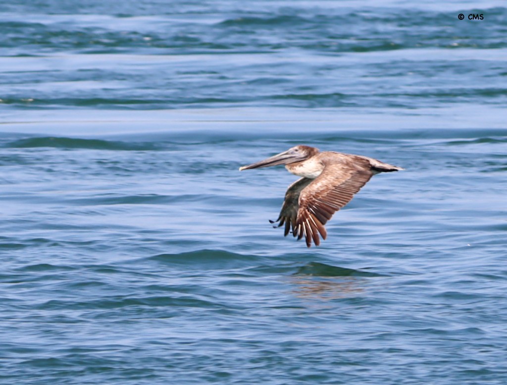Brown Pelican - ML638392698