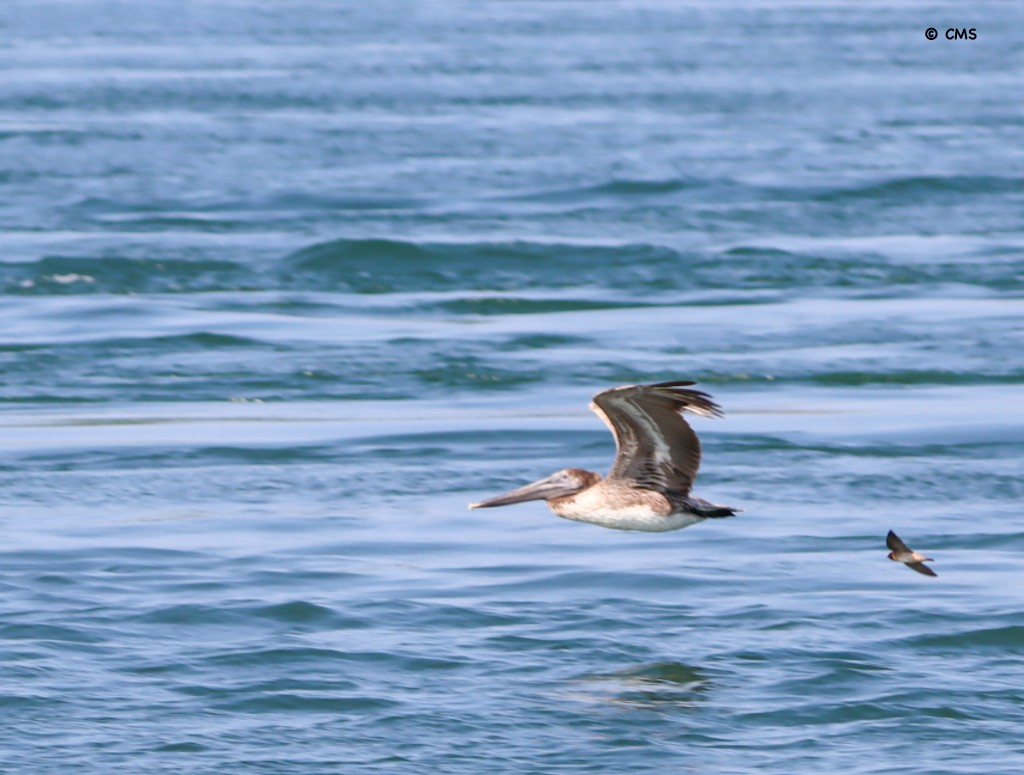 Brown Pelican - ML638392703