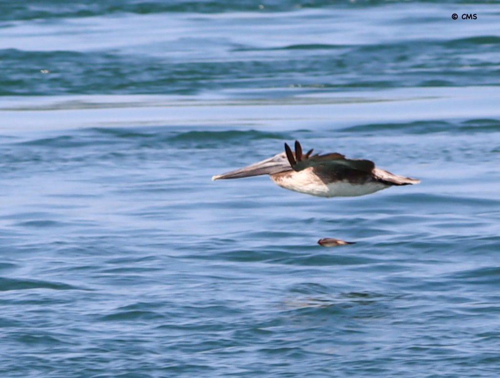 Brown Pelican - ML638392704