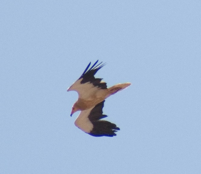 Egyptian Vulture - ML638392726