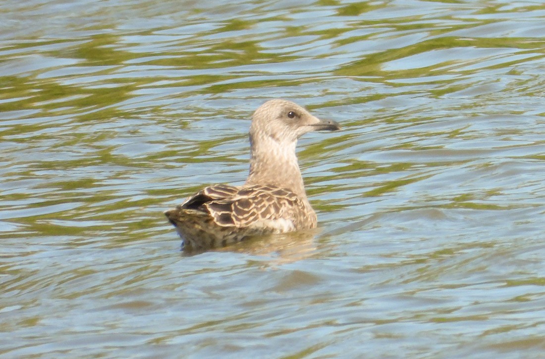 Gümüş Martı - ML638392732
