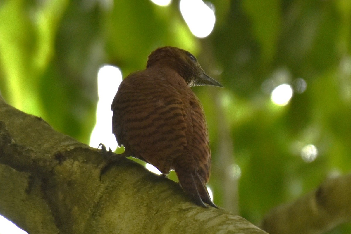 Rufous Woodpecker - ML638392734