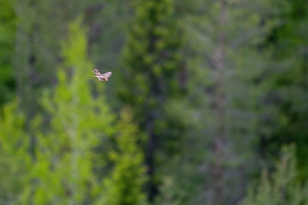 林鷚 - ML638392745