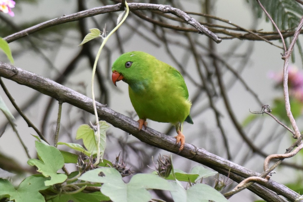 Vernal Hanging-Parrot - ML638392786