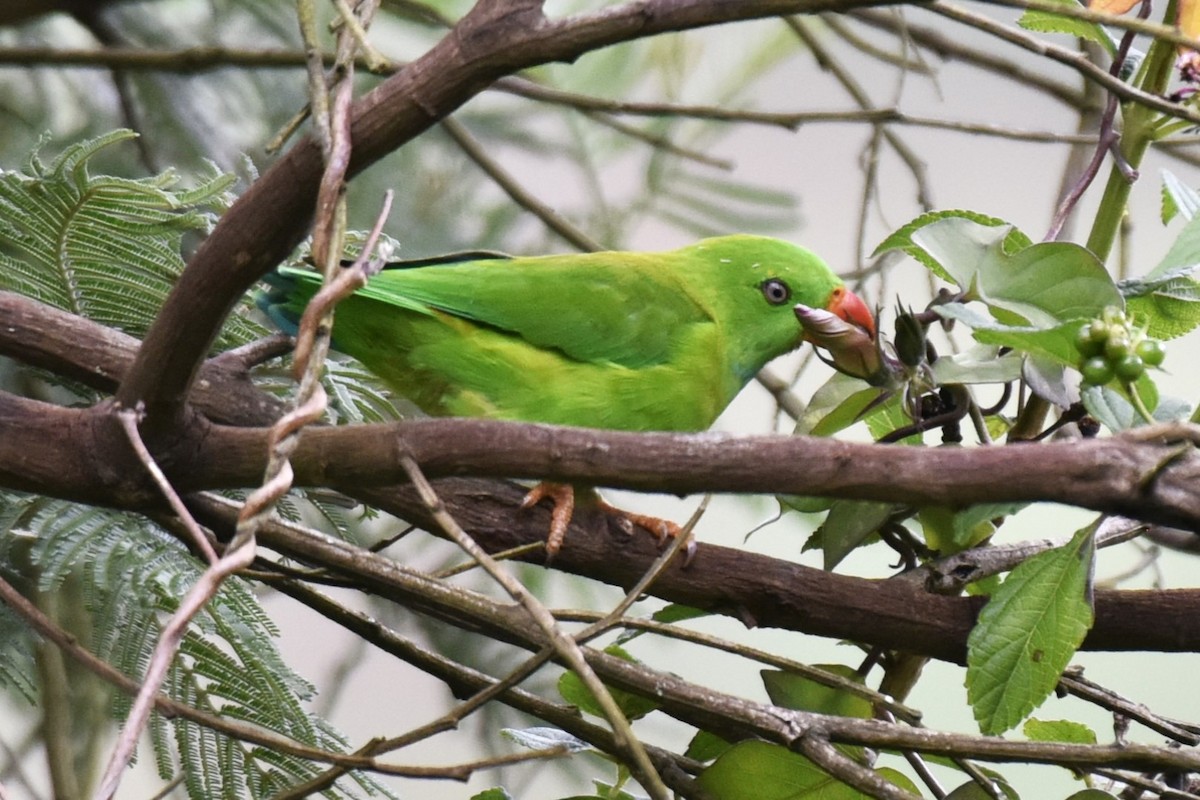 Vernal Hanging-Parrot - ML638392787