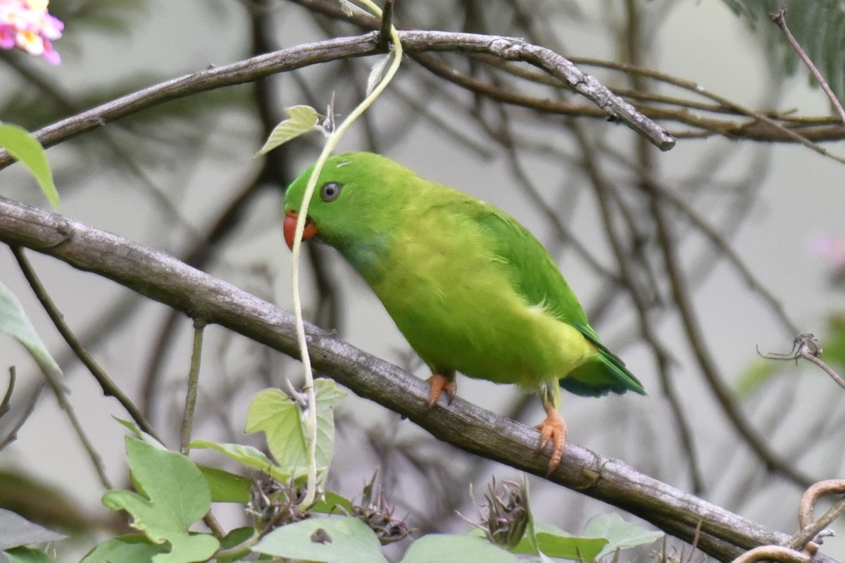 Vernal Hanging-Parrot - ML638392788