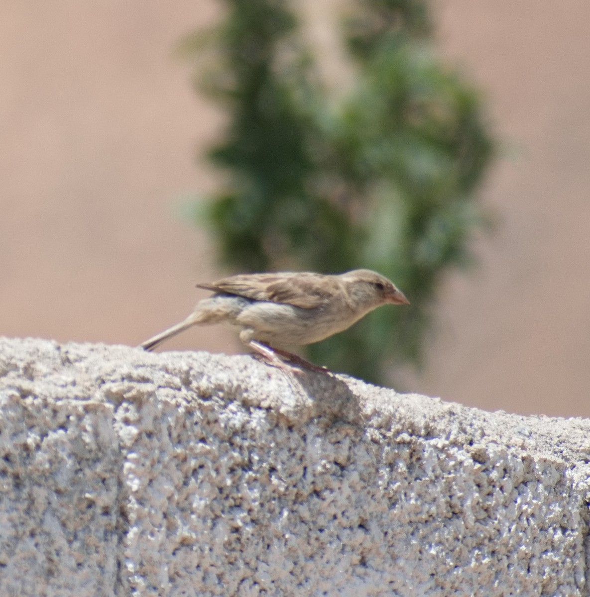 Pale Rockfinch - ML638392799