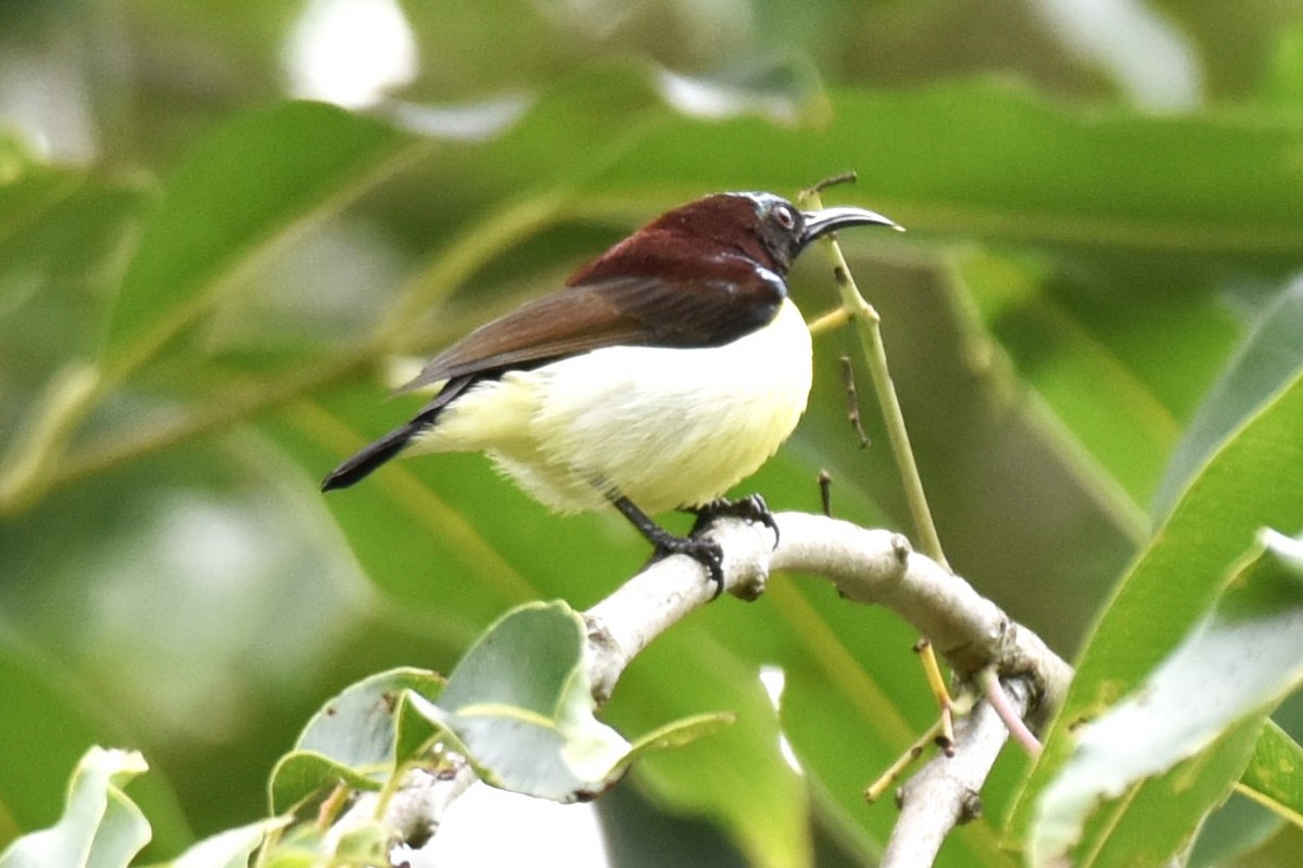 Crimson-backed Sunbird - ML638392817
