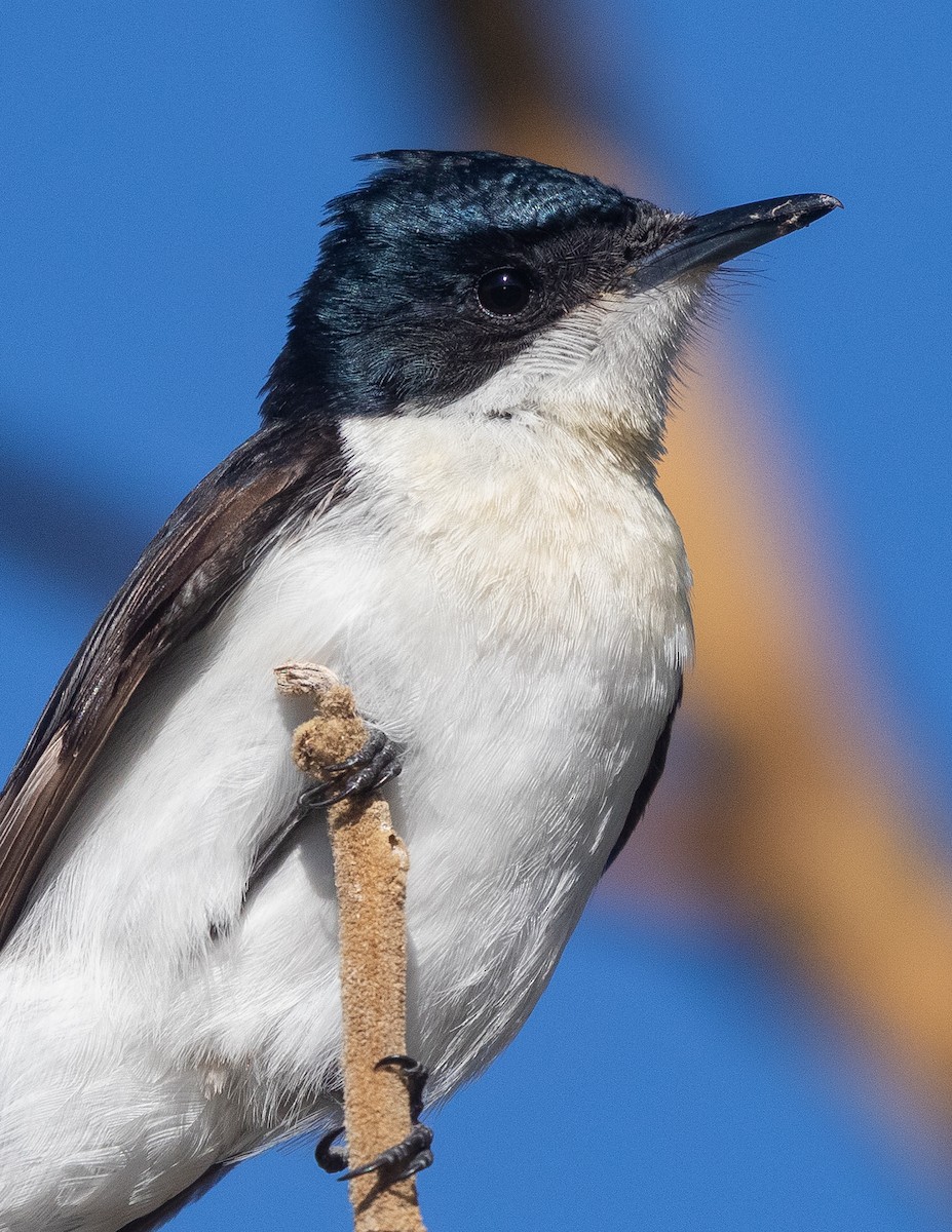Restless Flycatcher - ML638392875