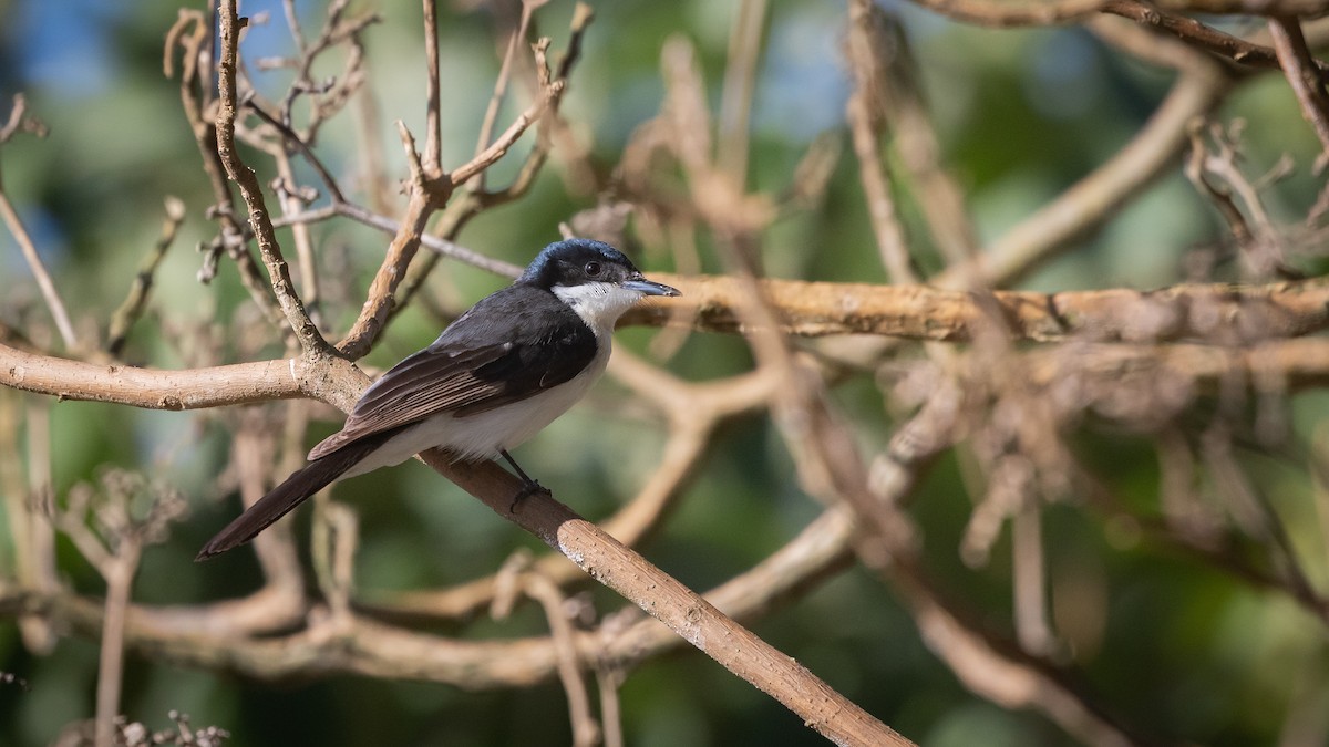 Restless Flycatcher - ML638392876