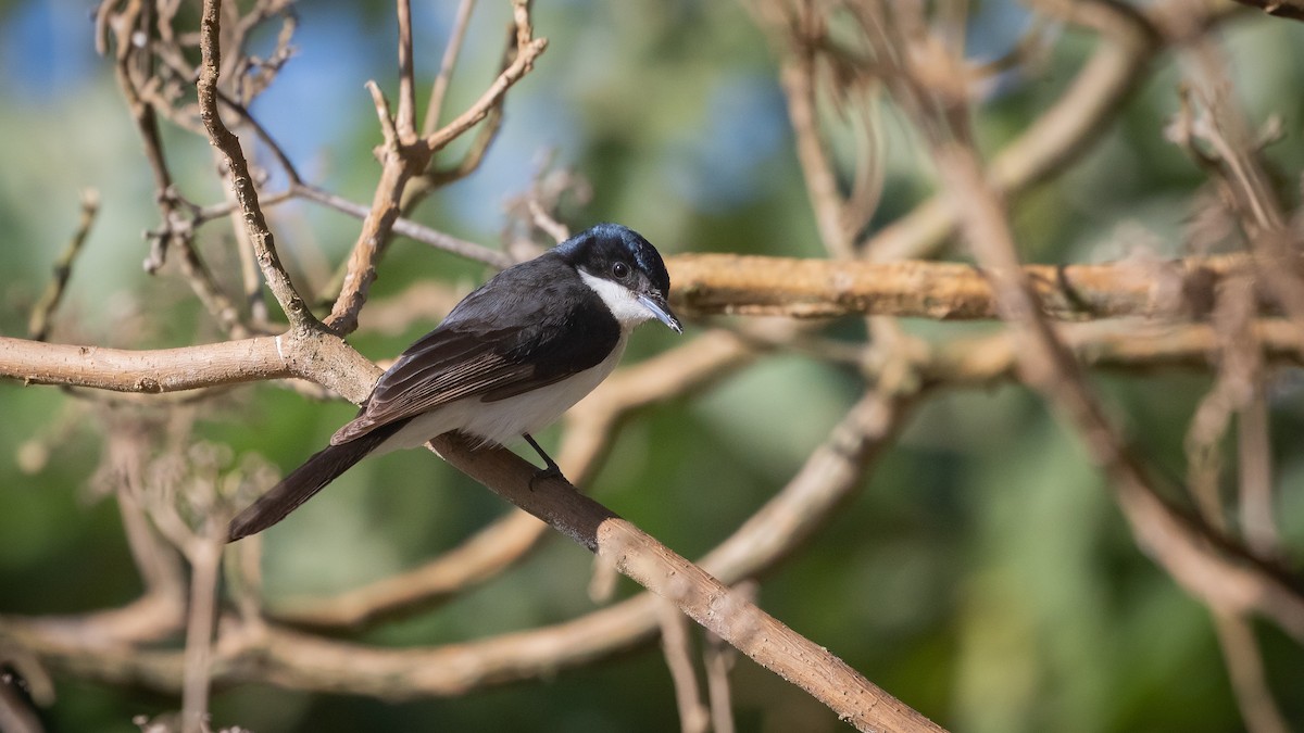 Restless Flycatcher - ML638392878