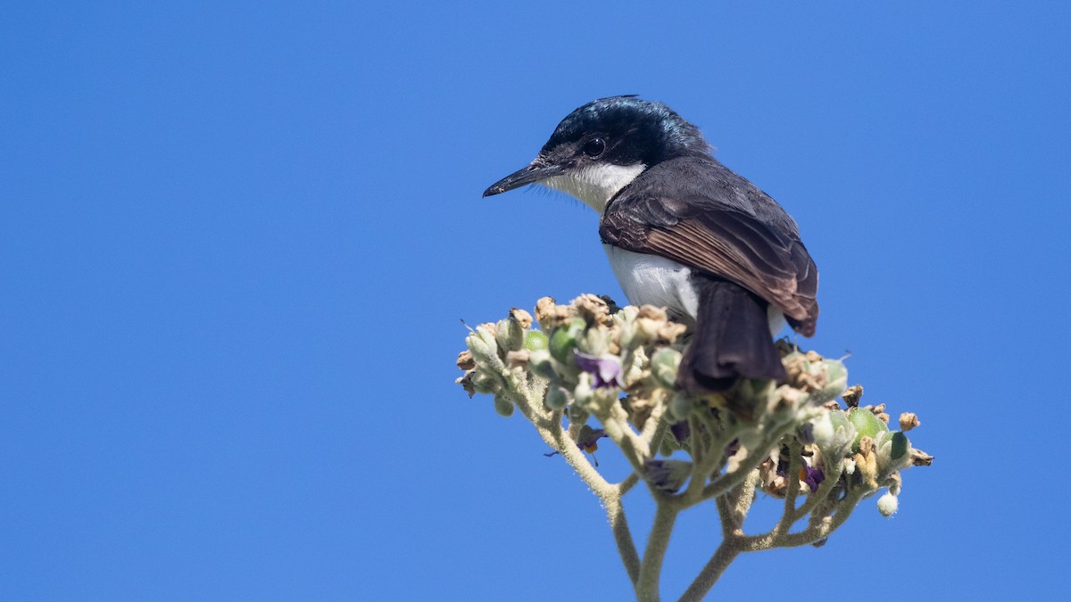 Restless Flycatcher - ML638392880