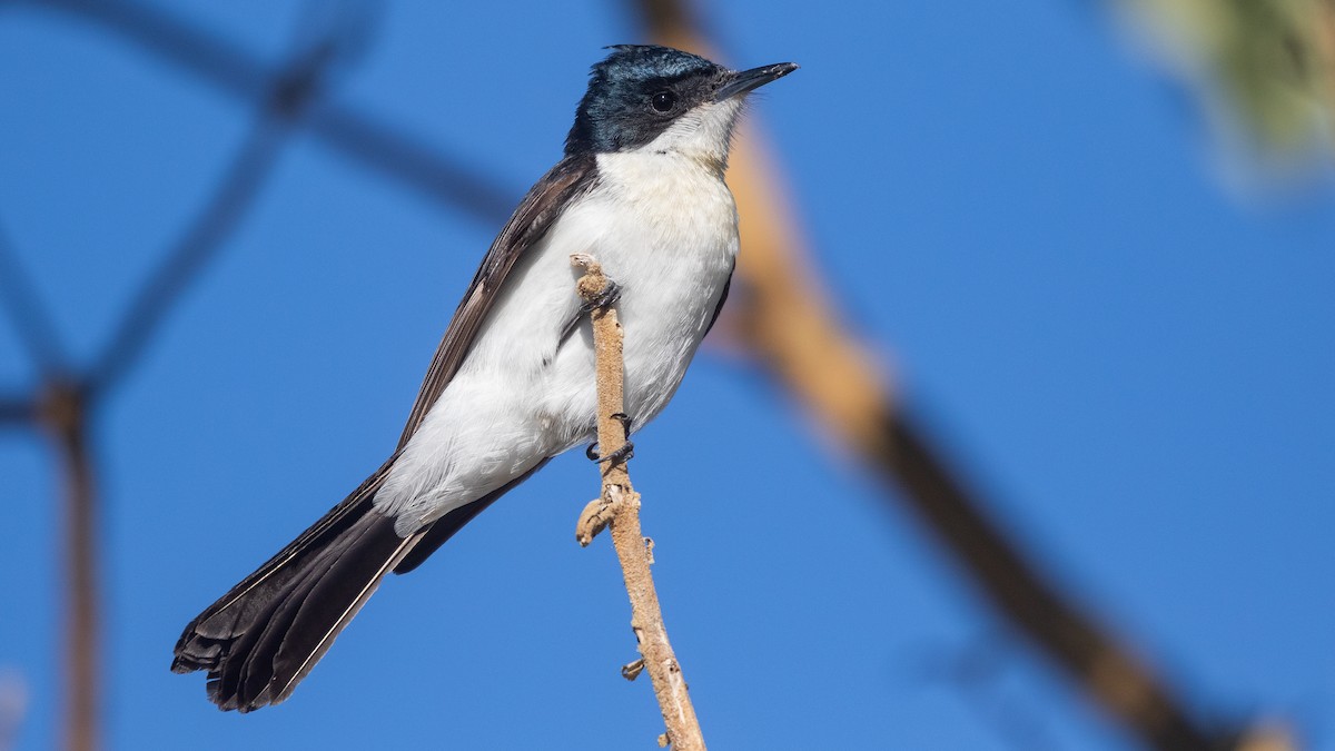 Restless Flycatcher - ML638392881