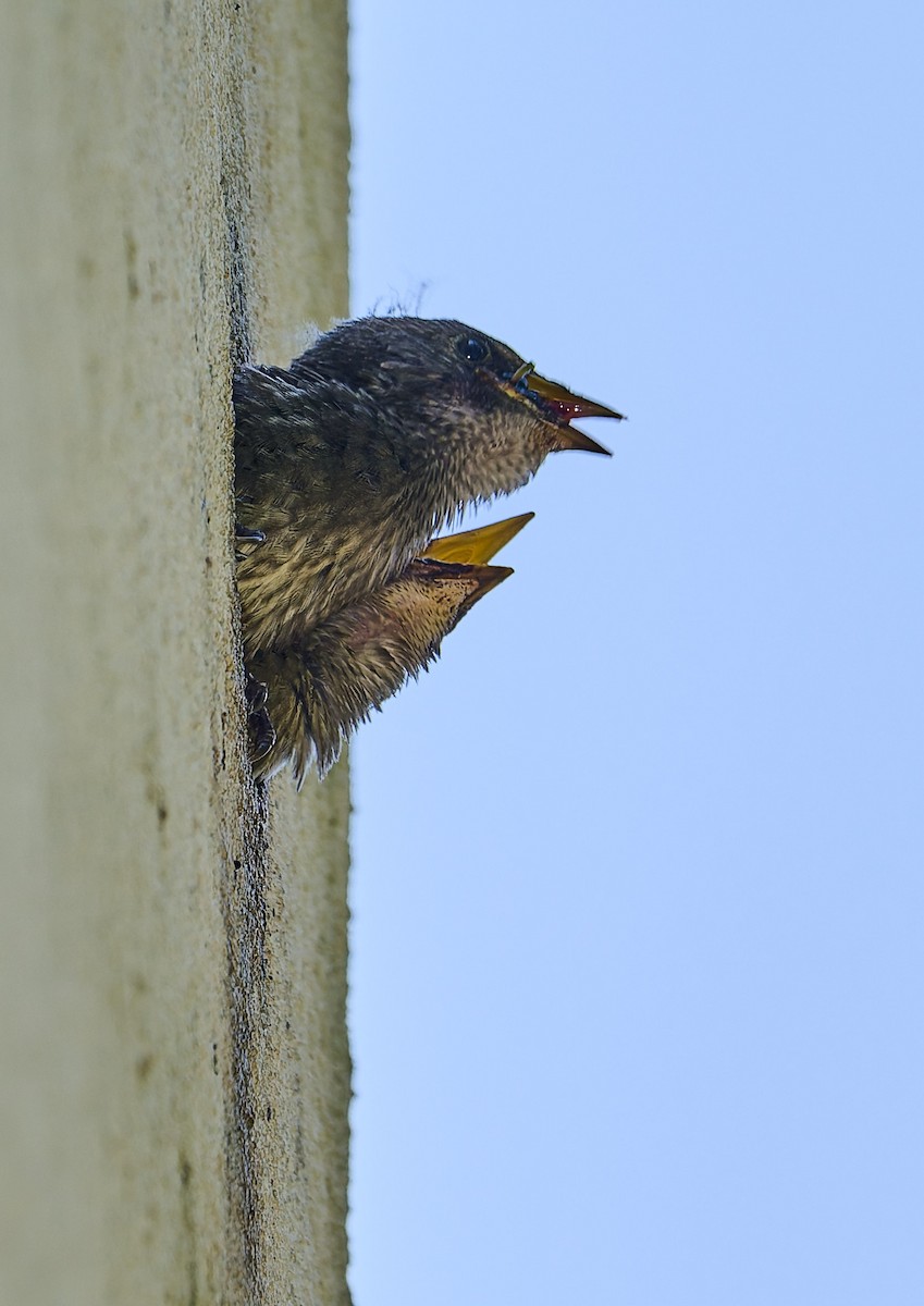European Starling - ML638392888