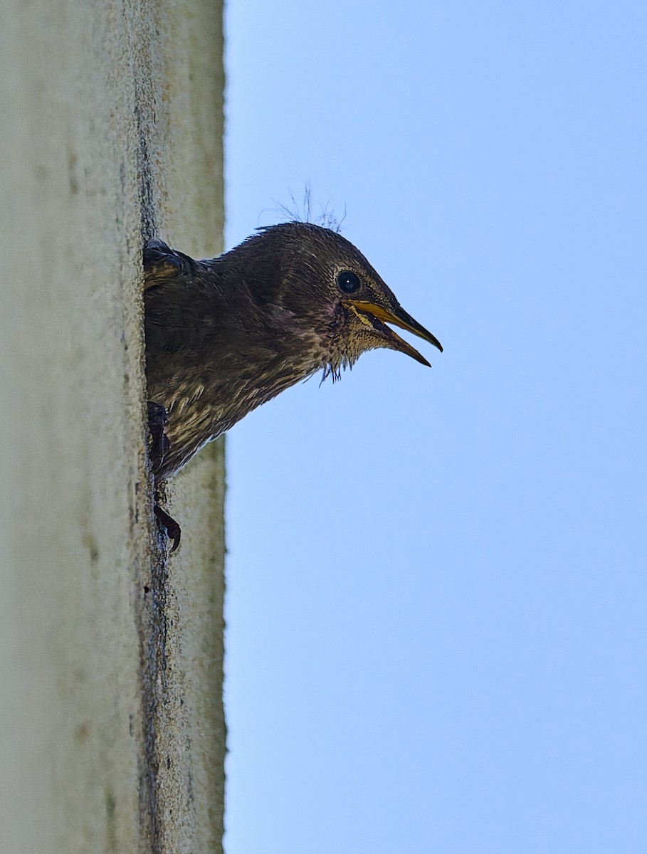 European Starling - ML638392889