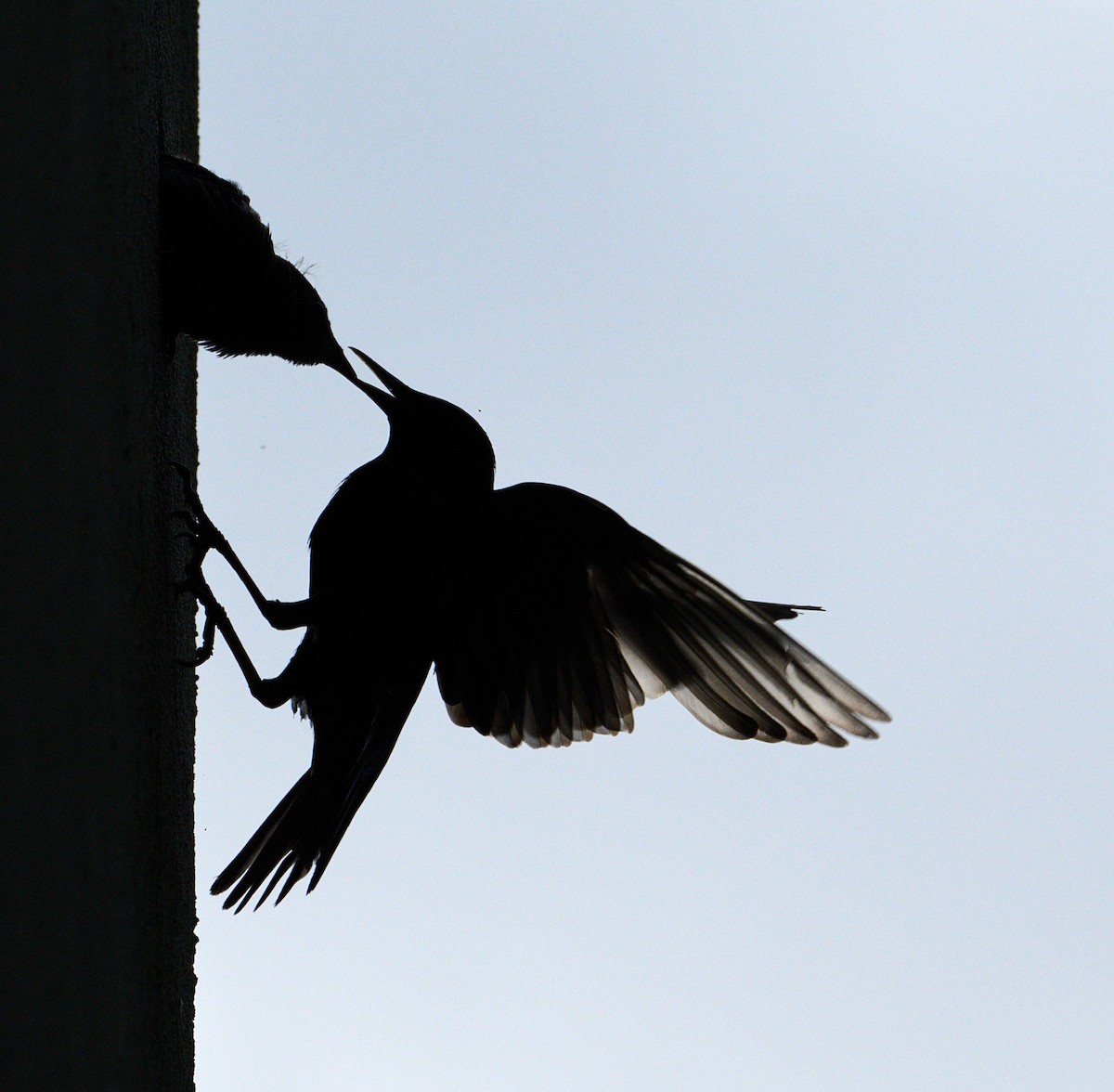 European Starling - ML638392891