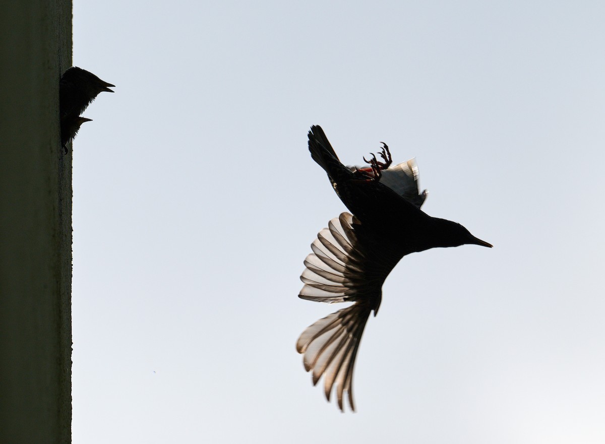 European Starling - ML638392893