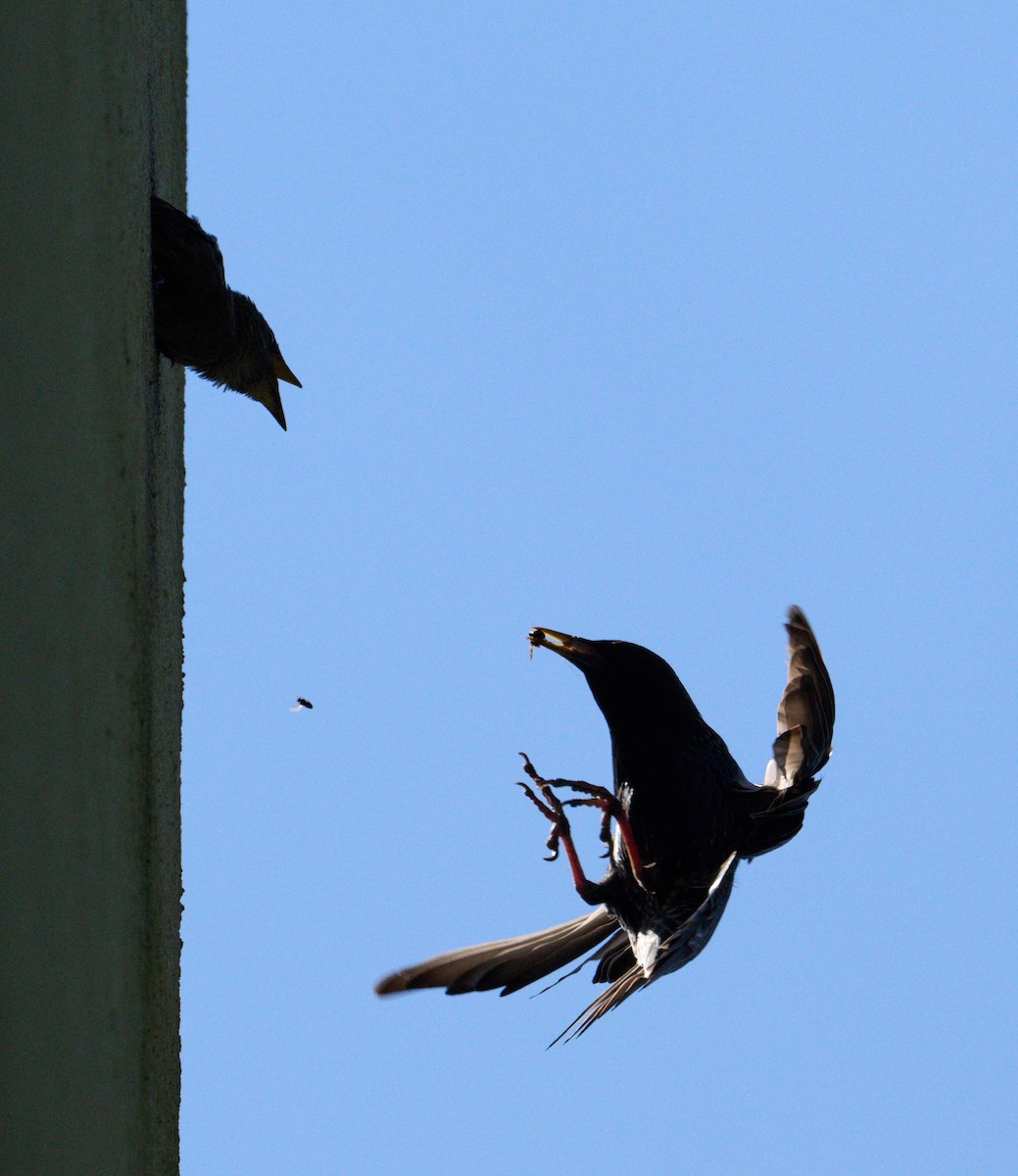 European Starling - ML638392895