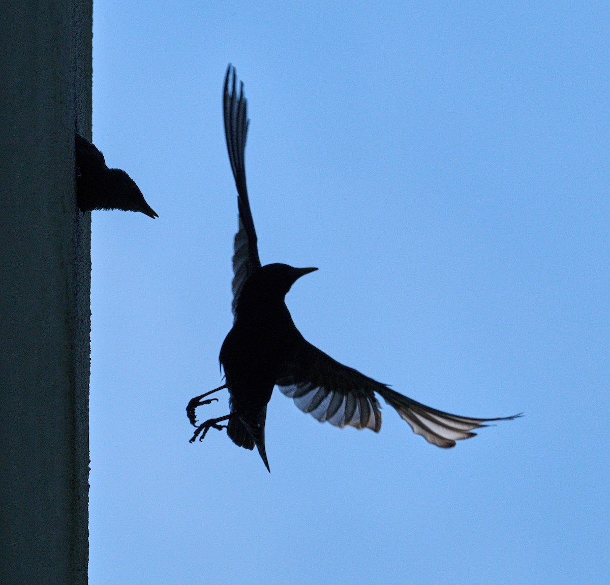 European Starling - ML638392896