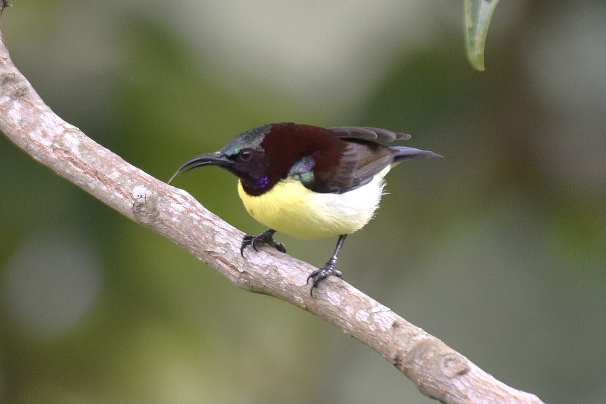 Indiennektarvogel - ML638392917