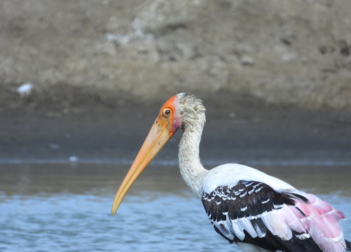 Buntstorch - ML638392925