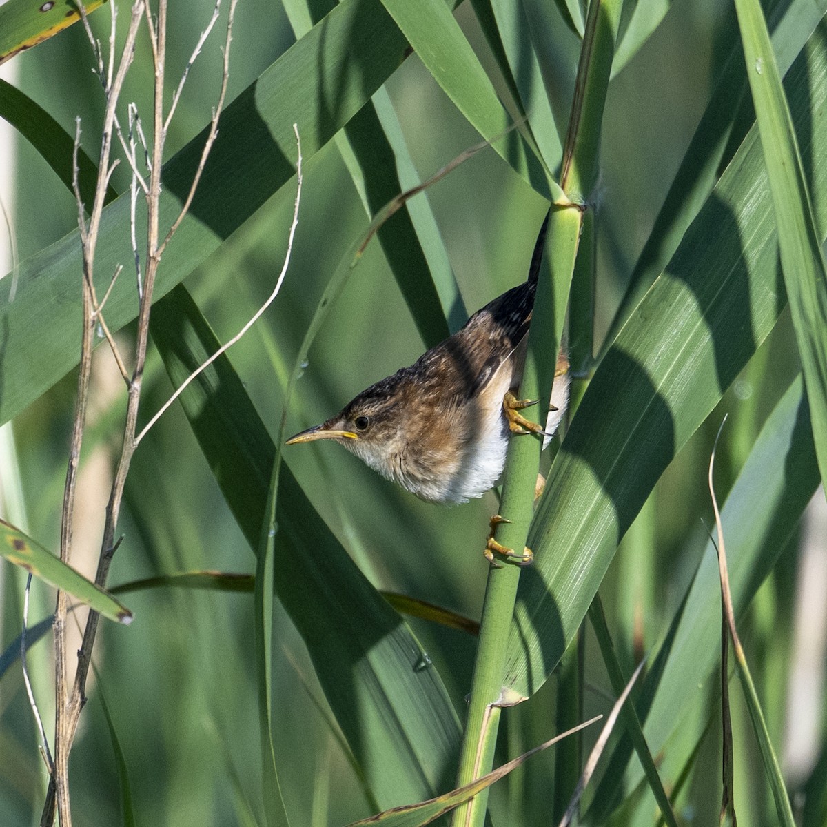 Marsh Wren - ML638392939