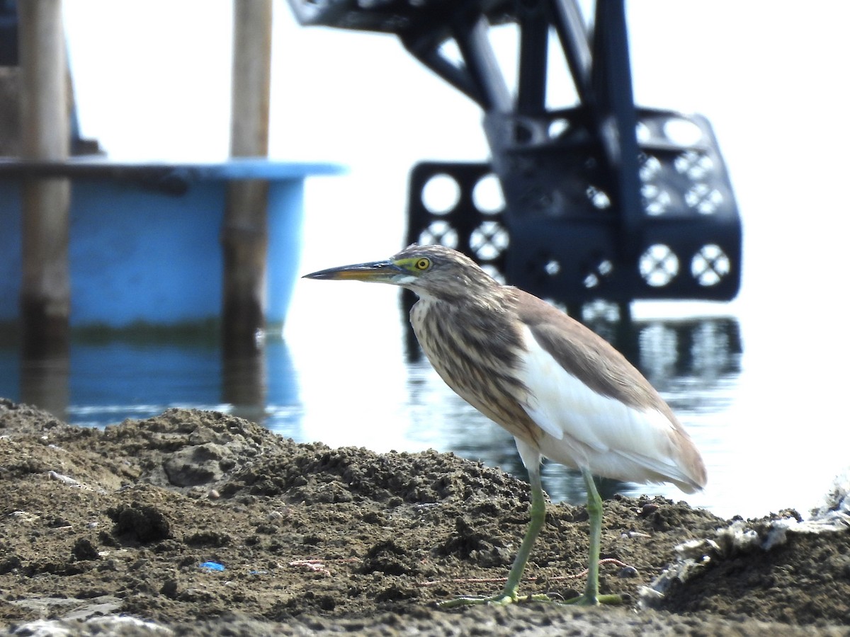 Chinese Pond-Heron - ML638392944