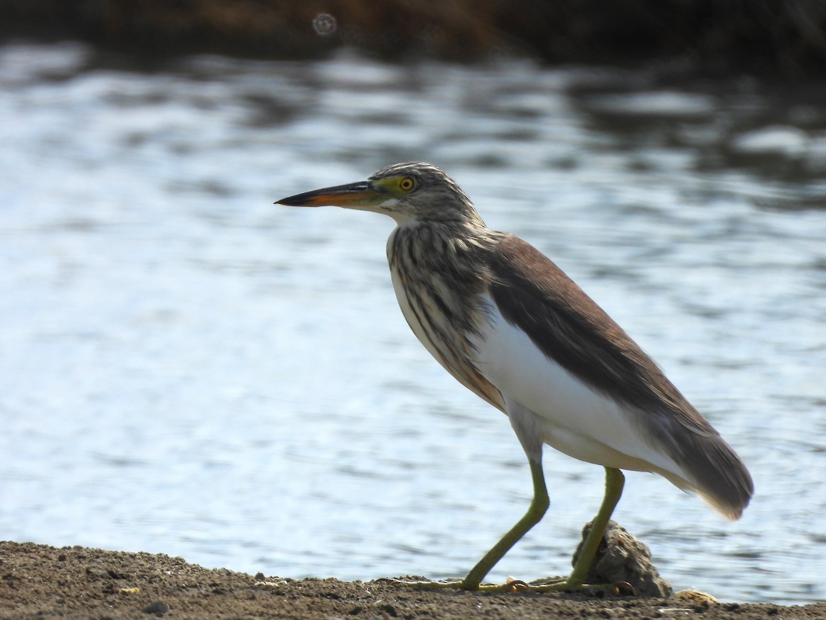 Chinese Pond-Heron - ML638392945