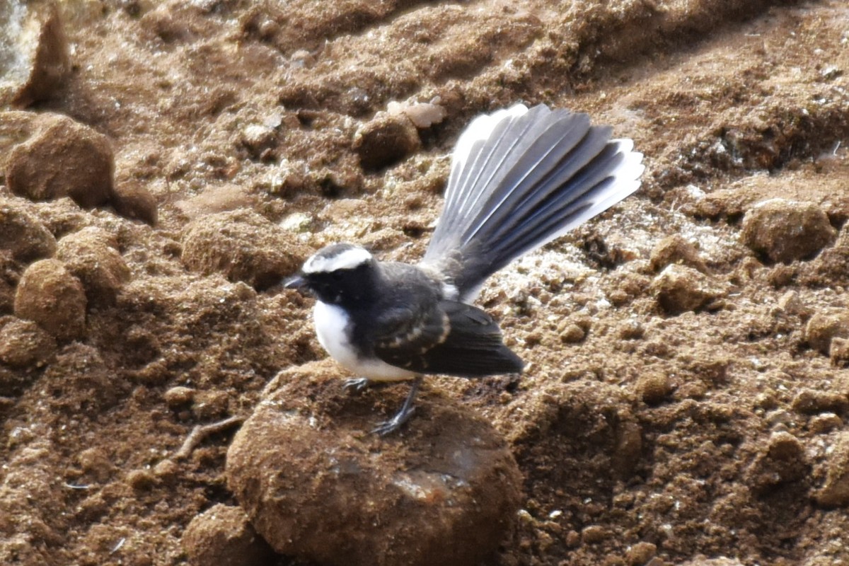 White-browed Fantail - ML638392951