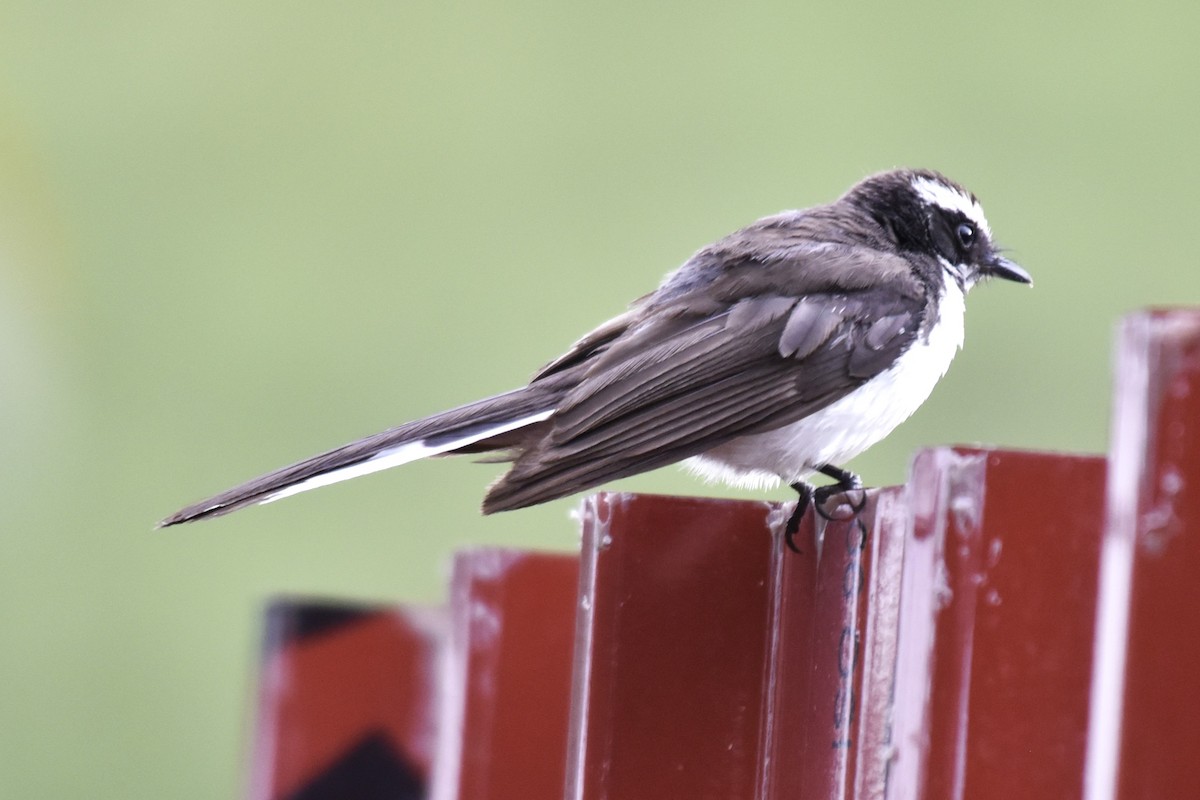 White-browed Fantail - ML638392952