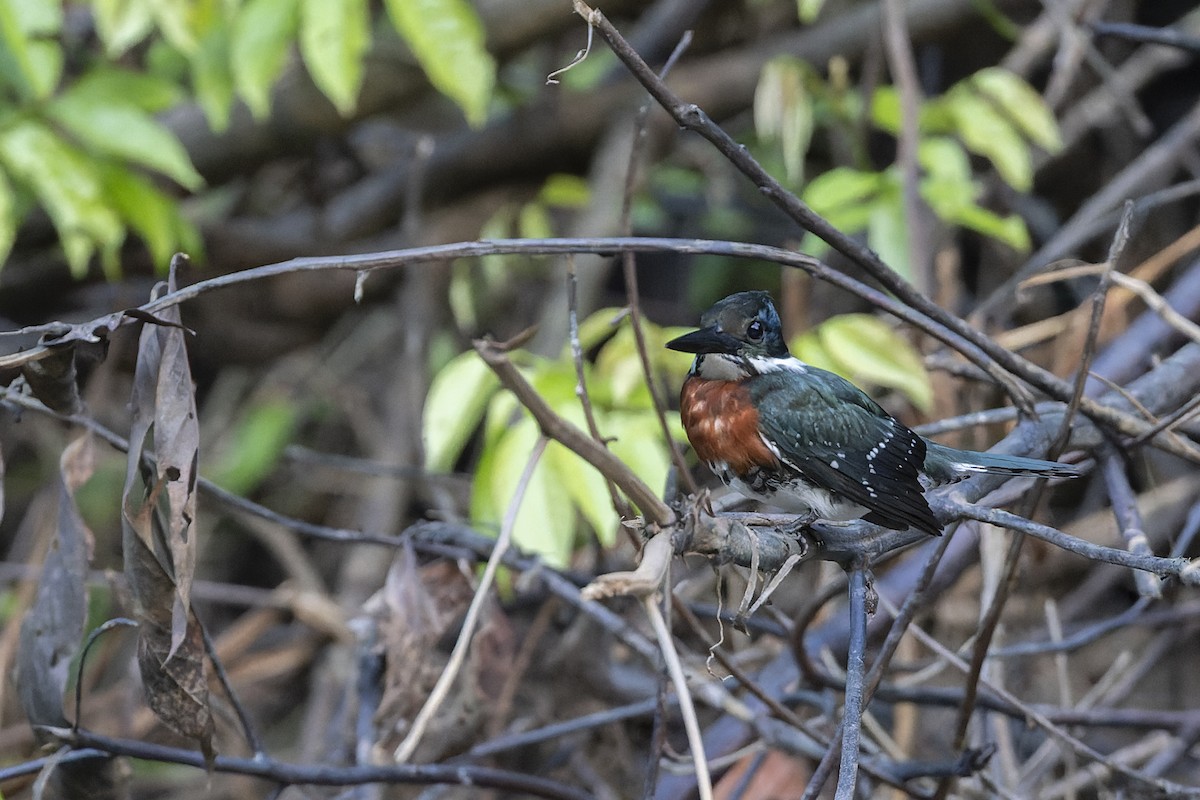 Green Kingfisher - ML638392997