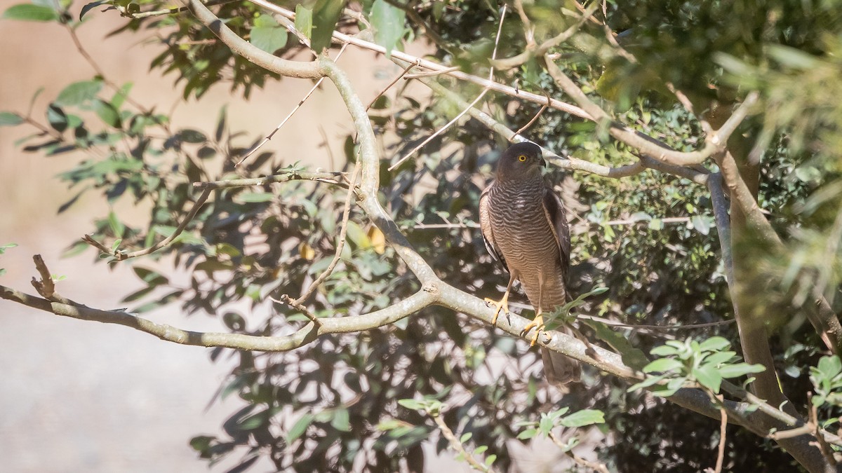 Brown Goshawk - ML638393028