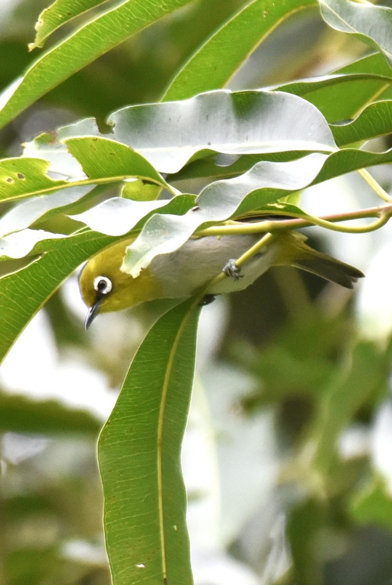 Indian White-eye - ML638393036