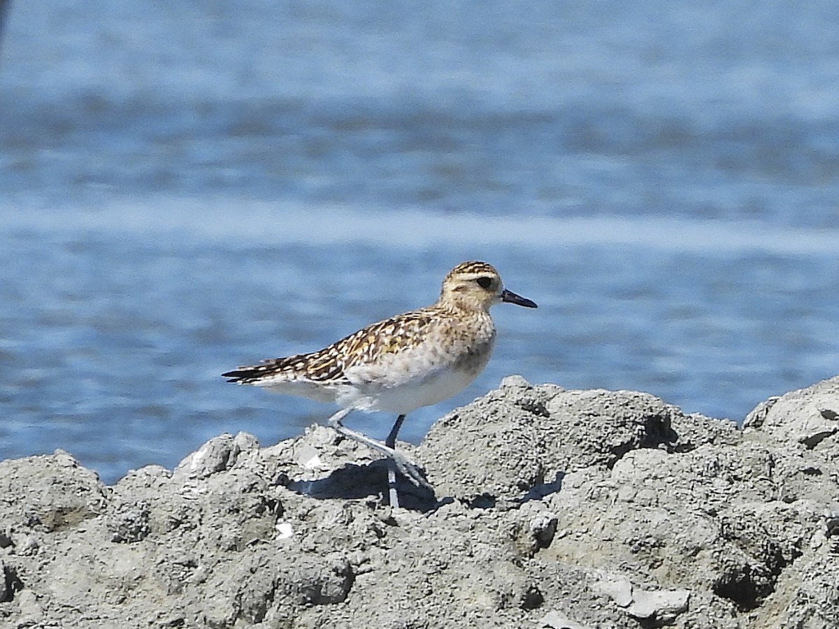 Urre-txirri siberiarra - ML638393047